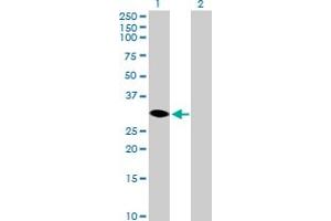 Western Blot analysis of HSD17B14 expression in transfected 293T cell line by HSD17B14 MaxPab polyclonal antibody. (HSD17B14 antibody  (AA 1-270))