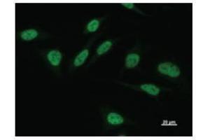 Immunostaining analysis in HeLa cells. (POU2F1 antibody)