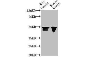 Western Blot Positive WB detected in: Rat brain tissue, Mouse brain tissue All lanes: NANOG antibody at 1:500 Secondary Goat polyclonal to Mouse IgG at 1/10000 dilution Predicted band size: 35, 33 kDa Observed band size: 46, 42 kDa