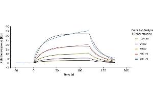 Assessment of binding of human Fc gamma RIIIa / CD16a (176F), immobilized on a CM5 chip, to anti-HER2 human IgG1 (trastuzumab) using a Biacore 8K instrument. (FCGR3A Protein (AA 17-208) (His-Avi Tag,Biotin))