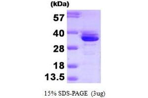 SDS-PAGE (SDS) image for Annexin A3 (ANXA3) (AA 1-323) protein (ABIN666928)