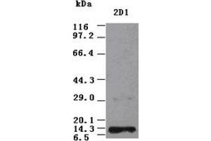 NT3 antibody (2D1) at 1:2000 + Recombinant Human NT3 (Neurotrophin 3 antibody  (AA 139-257))