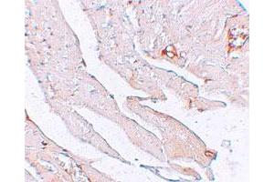 Immunohistochemical staining of mouse heart cells with KL polyclonal antibody  at 2.