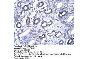 Human kidney (FOXP1 antibody  (N-Term))