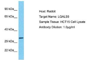 Host: Rabbit Target Name: LGALS9 Sample Tissue: Human HCT15 Whole Cell Antibody Dilution: 1ug/ml