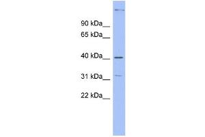 WB Suggested Anti-KHDRBS1 Antibody Titration: 0. (KHDRBS1 antibody  (Middle Region))