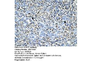 Human Spleen (Asialoglycoprotein Receptor 2 antibody  (N-Term))