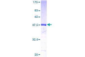 FTH1 Protein (AA 1-183) (GST tag)