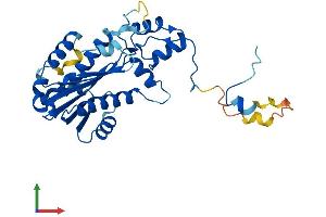Protein Structure (PS) image for Ribonuclease H2, Subunit A (RNASEH2A) (AA 1-299) protein (His tag) (ABIN7551521)