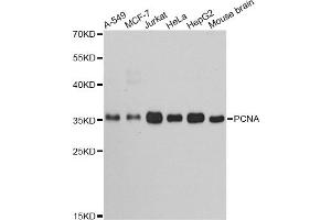 Western blot analysis of extracts of various cell lines, using PCNA antibody (ABIN5970094) at 1/1000 dilution. (PCNA antibody)