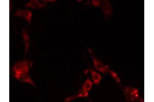 ABIN6274902 staining NIH-3T3 by IF/ICC. (GCNT6 antibody)