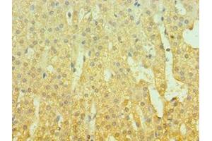 Immunohistochemistry of paraffin-embedded human adrenal gland tissue using ABIN7153430 at dilution of 1:100 (GAL antibody  (AA 20-123))