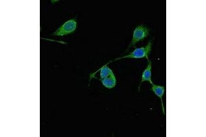 Immunofluorescence (IF) image for anti-Required For Meiotic Nuclear Division 1 Homolog (RMND1) (AA 35-160) antibody (ABIN7167713)