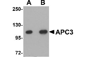 Western Blotting (WB) image for anti-Cell Division Cycle 27 Homolog (S. Cerevisiae) (CDC27) (C-Term) antibody (ABIN1030244) (CDC27 antibody  (C-Term))