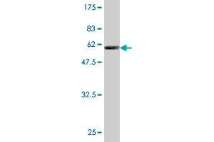 Western Blot detection against Immunogen (58. (Ketohexokinase antibody  (AA 1-298))