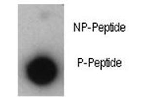 Dot blot analysis of phosphorylated-p21 antibody. (p21 antibody  (pThr57))