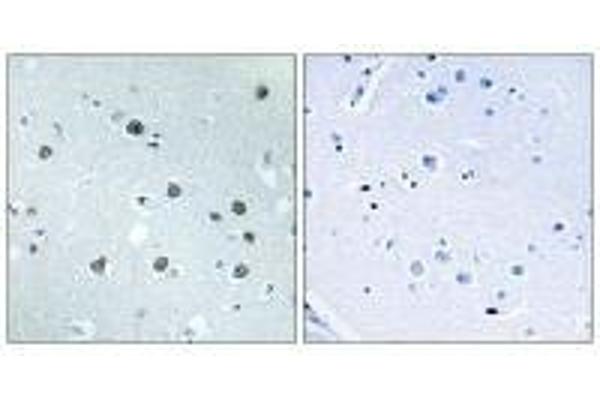 Myosin ID antibody