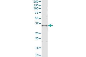 Immunoprecipitation of TNFSF13B transfected lysate using anti-TNFSF13B monoclonal antibody and Protein A Magnetic Bead , and immunoblotted with TNFSF13B MaxPab rabbit polyclonal antibody. (BAFF antibody  (AA 118-222))