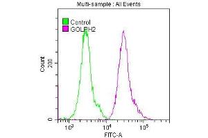 Overlay histogram showing Hela cells stained with ABIN7127517 (red line) at 1:50. (Recombinant GOLM1 antibody)