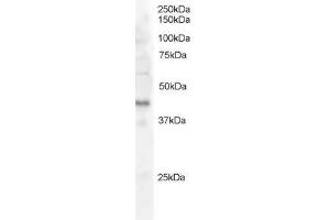 Image no. 1 for anti-FXYD Domain Containing Ion Transport Regulator 5 (FXYD5) (AA 93-107) antibody (ABIN292612) (FXYD5 antibody  (AA 93-107))