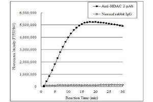 Measurement of HeLa cell endogenous HDAC2 in immunoprecipitate using HDAC2 polyclonal antibody  by means of HDACs Deacetylase Fluorometric (Human) Assay Kit . (HDAC2 antibody  (C-Term))