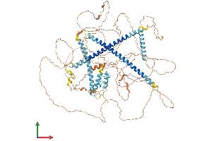 AlphaFold protein structure predicition of Human Recombinant CCDC15 Protein, UniprotID Q0P6D6 (CCDC15 Protein (AA 1-951) (His tag))