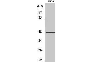 Western Blotting (WB) image for anti-G Protein Regulated Inducer of Neurite Outgrowth 2 (GPRIN2) (N-Term) antibody (ABIN3184936) (GPRIN2 antibody  (N-Term))