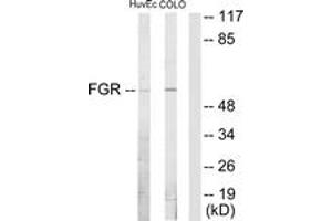 Western blot analysis of extracts from HuvEc/COLO205 cells, using FGR Antibody.
