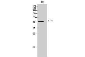 Western Blotting (WB) image for anti-Chemokine (C-X-C Motif) Receptor 5 (CXCR5) (Internal Region) antibody (ABIN3181453) (CXCR5 antibody  (Internal Region))