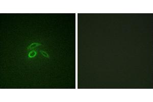 P-peptide - +Immunofluorescence analysis of HepG2 cells, using CD227/MUC1 (Phospho-Tyr1229) antibody. (MUC1 antibody  (pTyr1229))
