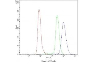 Flow cytometry testing of human K562 cells with NFAT4 antibody at 1ug/10^6 cells (blocked with goat sera) (NFATC3 antibody)
