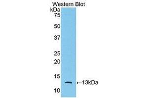 Western Blotting (WB) image for anti-Anti-Mullerian Hormone (AMH) (AA 447-553) antibody (ABIN3208998) (AMH antibody  (AA 447-553))