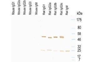 Western Blot of murine IgG, rat IgG, and rat IgM. (Mouse anti-Rat IgG (Heavy & Light Chain) Antibody (HRP))