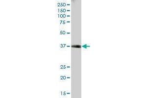 TALDO1 MaxPab polyclonal antibody. (TALDO1 antibody  (AA 1-337))