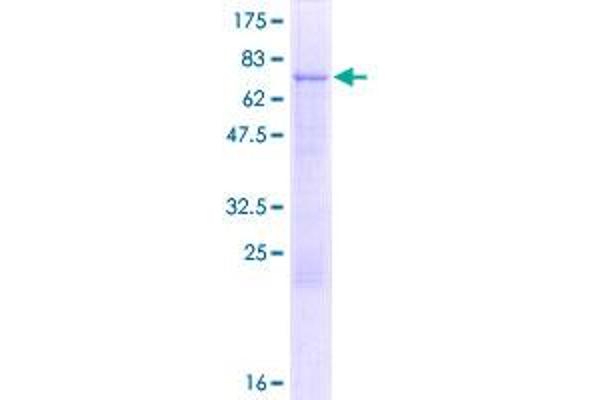 Lcor Protein (AA 1-406) (GST tag)