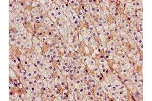 Immunohistochemistry of paraffin-embedded human adrenal gland tissue using ABIN7146220 at dilution of 1:100