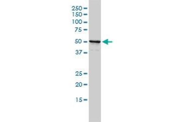 NPEPL1 antibody  (AA 1-523)