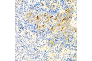 Immunohistochemistry of paraffin-embedded mouse spleen using PROK2 antibody. (PROK2 antibody  (AA 20-129))