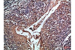 Immunohistochemical analysis of paraffin-embedded Human-tonsil, antibody was diluted at 1:100 (CD24 antibody  (AA 30-60))