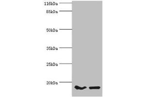 Western blot All lanes: POP7 antibody at 10 μg/mL Lane 1: Hela whole cell lysate Lane 2: HepG2 whole cell lysate Secondary Goat polyclonal to rabbit IgG at 1/10000 dilution Predicted band size: 16 kDa Observed band size: 16 kDa (POP7 antibody  (AA 1-140))