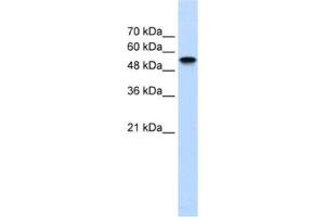 Western Blotting (WB) image for anti-Nuclear Receptor Subfamily 1, Group H, Member 2 (NR1H2) antibody (ABIN2461813) (NR1H2 antibody)