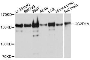 Western blot analysis of extracts of various cell lines, using CC2D1A antibody. (CC2D1A antibody  (AA 1-150))