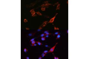 Immunofluorescence analysis of NIH-3T3 cells using SLC3/CD98hc Polyclonal Antibody (ABIN6130695, ABIN6148000, ABIN6148001 and ABIN6221364) at dilution of 1:100 (40x lens). (SLC3A2 antibody  (AA 360-529))