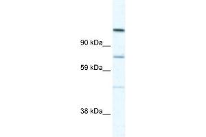 D930005D10RIK antibody (20R-1172) used at 0. (Radil antibody  (C-Term))