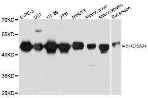 Western blot analysis of extracts of various cell lines, using SLC25A24 antibody.