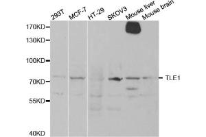 Western blot analysis of extracts of various cell lines, using TLE1 antibody.
