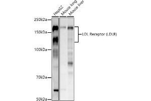 Western blot analysis of extracts of various cell lines, using LDL Receptor (LDLR) antibody (ABIN7268296) at 1:1000 dilution. (LDLR antibody  (C-Term))