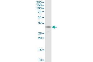 HCCS MaxPab polyclonal antibody. (HCCS antibody  (AA 1-268))