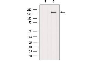 Western blot analysis of extracts from B16F10, using Ret Antibody. (Ret Proto-Oncogene antibody  (C-Term))