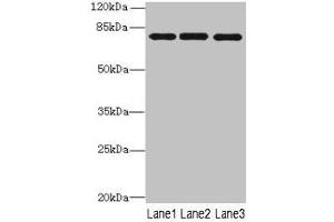 Western blot All lanes: PPEF1 antibody at 1 μg/mL Lane 1: U251 whole cell lysate Lane 2: A549 whole cell lysate Lane 3: Mouse gonadal tissue Secondary Goat polyclonal to rabbit IgG at 1/10000 dilution Predicted band size: 76, 70, 73, 45, 69 kDa Observed band size: 76 kDa (PPEF1 antibody  (AA 301-500))